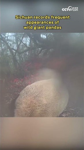 Sichuan records frequent appearances of wild giant pandas