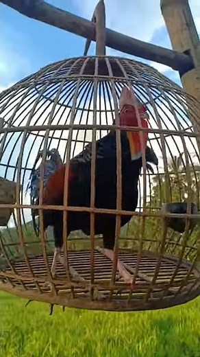 Ayam hutan hijau LOMBOK super galak