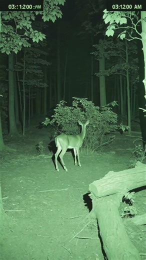 This Deer Got WAY Too Close to the Camera 😳
