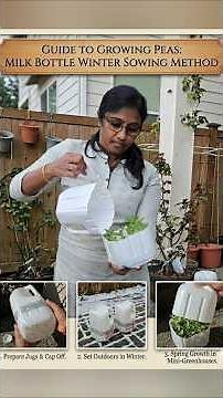 Step-by-Step Guide: Winter Sowing Peas in Recycled Milk Jugs, viral winter sowing method, seedlings