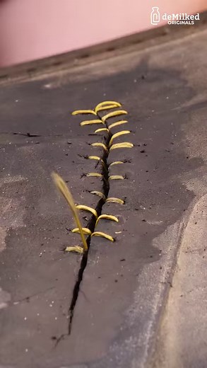 744K views · 295 reactions | Professional Tractor Tire Repair | DeMilked | Facebook