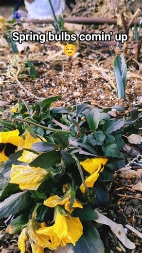 No One Noticed… But Spring Is Waking Up 🌿✨