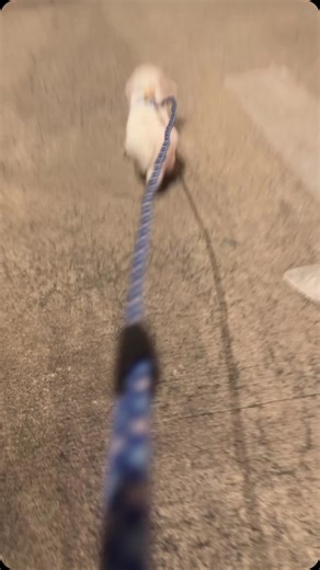 Dora, Dora, doraaaaaaaaaaa. #benjamimthebunny #bunnies #bunniesworldwide #pets #bunny🐰 #petmom #doratheexplorer | Hoppy Life With Benji