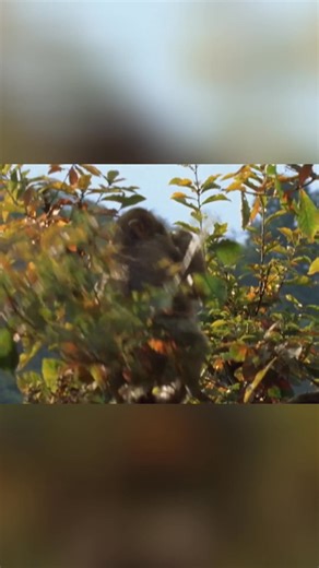 A fascinating look into how culture shapes behavior in Japanese macaques. From collecting stones to forming intense female bonds, learn how learning and social transmission create a unique troop culture, proving it's not all about genetics. #AnimalBehavior #PrimateCulture #AnimalLearning #SocialBehavior #Macaques From: Animals Like Us Series 01 Episode 01 | Real Wild
