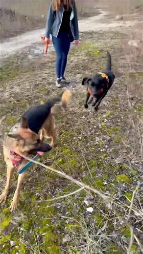German Shepherd Goes CRAZY in a Giant Puddle!
