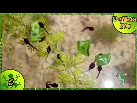 Frog Watch 2018 - Feeding The Tadpoles [3]