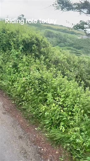 horserriding dogs (@horseridingdogs01)’s videos with som original - Melzinha