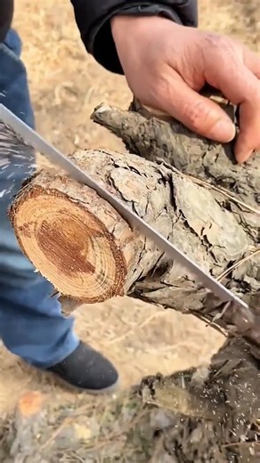 The Process of Cutting Logs Using a Hand Saw #shorts