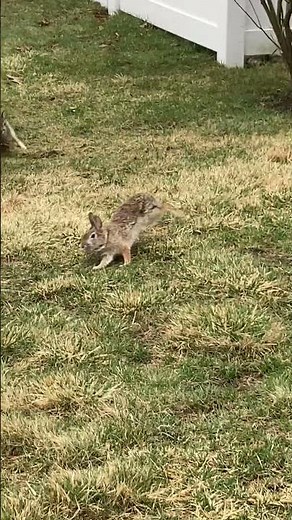 Wild Rabbits CHASING EACH OTHER Playing #nature #wildlife #animals #shortvideo #fun #spring #shorts