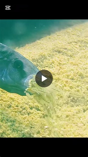 Mouthbrooding is a parental care behavior in which the parent (usually the female, sometimes the male) keeps the eggs or young fry inside the mouth to protect them from predators until they are safe. | Rehmat Baloch