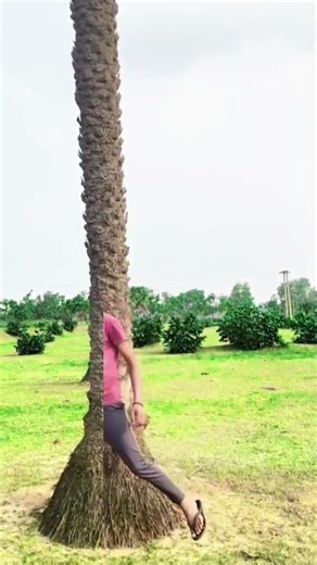 ￼Yar Tera hero khalnayak ho gaya￼Tree ke under ghusne wala animal's #shortsfeed​​