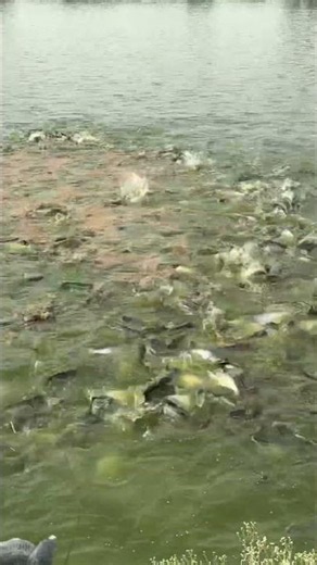 #fishing #fishingvideo #fish