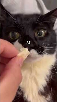 Adorable down syndrome cat ❤️ #animalsoftiktok #cat #cuteanimals #animalrescue #storytelling #kitten