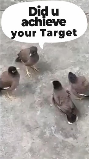 round table conference, meeting, pigeon, shorts