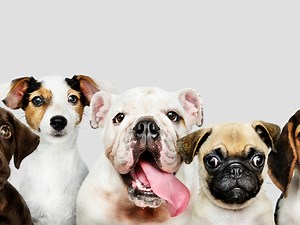 What are the most searched dogs in the US?