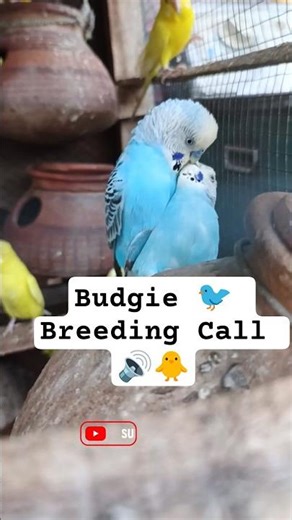 Budgies Mating Sound 🐦 Parakeet Breeding & Calling | #shorts #budgies #birds