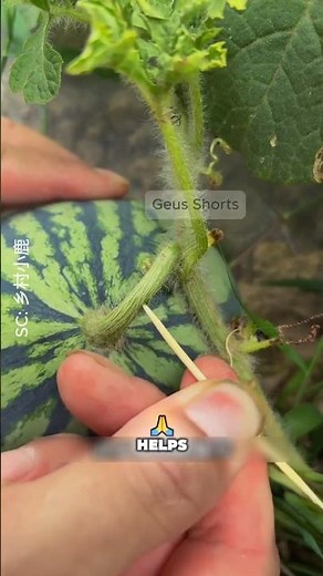 Why Do Chinese Farmers Stick Toothpicks in Watermelon Stems? #shorts