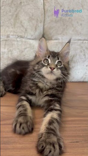 Adopt Eney: Black Marble Maine Coon Kitten 🖤 Big, Gentle & Ready to Play! #MaineCoon