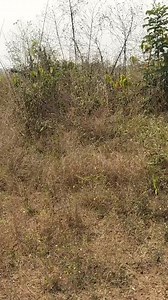 The present condition of Egg powder Factory at Emure Ile, Owo Lg, Ondo State calls for a serious concern. This huge investment commenced in 2017 during the first tenure of Late Arakunrin Oluwarotimi Akeredolu SAN of blessed memory. It was flagged off then and later re-flagged off as Ondo State Sunshine Food Processing Factory. Huge capital has been sunk into this project to the extent that it should not be abandoned by the state government and its partners in this big project. If completed and d
