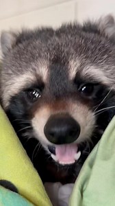 75K views · 5.3K reactions | so cute♥️ #raccoon #raccoons...