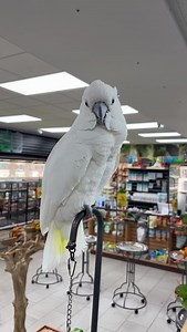 New lesser sulfur crested cockatoo in! Extremely tamed and friendly. | Exotic Bird Shop