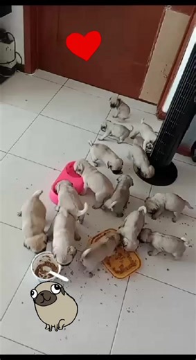 Mini Pug Bebé: Adorable Compañero de Juegos