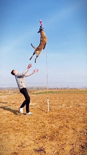 Incredible Belgian Malinois Dog Jumping Compilation