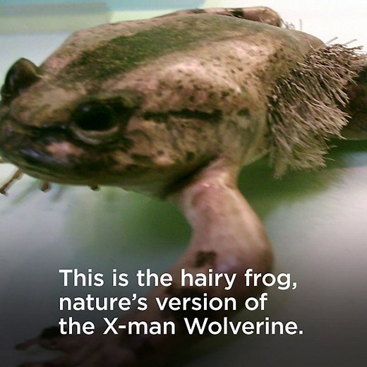Hairy Wolverine Frog