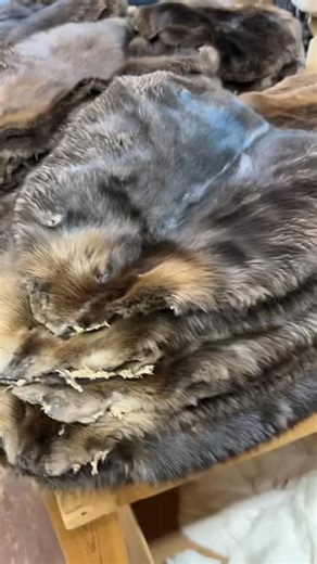 We have one of the finest and largest selections of Beaver fur pelts for immediate delivery. These pelts are top quality with thick, silky fur. Wrap yourself in the lap of nature’s luxury with our premium beaver fur pelts. 100% real beaver fur Available in a range of sizes to suit your needs Durable and long-lasting material Unparalleled warmth and comfort Sizes: S, M, L, XL, XXL, Jumbo, Super Jumbo, Super Super Jumbo Starting at $110 #beavers #furstore #pelt #indigenousculture #nativeamericancu