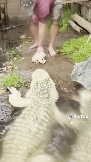 Understanding Alligator Hunting Techniques with ISO Sensory Organs