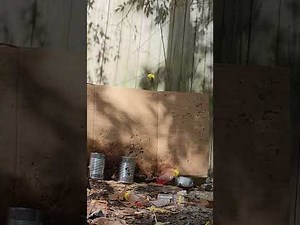 Gamo Hunter Model 220 .177 Cal Shooting Review. Flying Can Ranch.