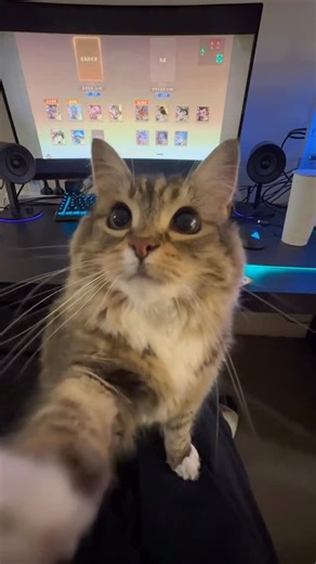 Luna is car on Instagram: "Kiss kiss #catsofinstagram"