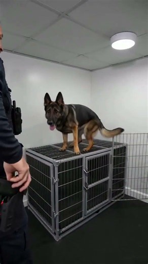 Sharp Dog Athlete Challenge #dogs #dogtraining #germanshepherd #k9
