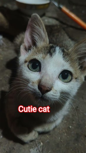 Enjoy the funniest cat memes ever! These naughty cats will make your day!👉