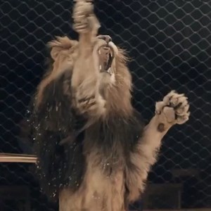 Weg von den Bildschirmen! Folge uns für einen unvergesslichen Moment in die Manege 🎪: MANDANA - Circuskunst neu geträumt! 🤩🤩🤩 https://www.circus-krone.com/tour-2019/ | Circus Krone