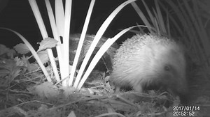 7K reactions · 1.1K shares | Can we talk about the birds and the bees? And the butterflies, beetles and hedgehogs, too? With wild habitats being cut down, mismanaged and paved over, these animals struggle to find the food and shelter they need to survive. But by making a few simple changes in your garden, you can create a space where wildlife can thrive once again. Donate today to receive your free Wildlife Friendly Garden Kit. | People's Trust for Endangered Species | Facebook