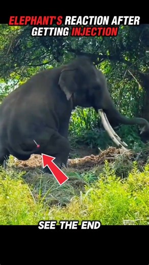 Animals’ Funny Reactions After Getting Injections 😂💉🐶🐱 #youtubeshorts #viralvideo #wildlife