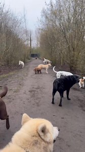 De maandag ochtend wandeling 🐶 met de uitlaat groep en de opvang hondjes🐾 op ons privé omheind terrein⛔️ | Dogrun Hondencreche - uitlaatservice voor honden