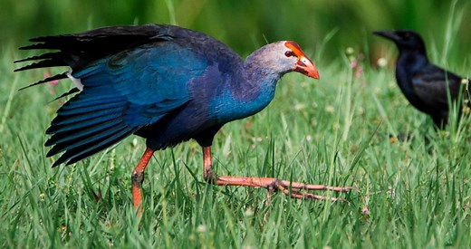 Gray-headed Swamphen Identification, All About Birds, Cornell Lab of Ornithology