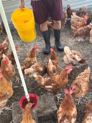 🥚 Did you know? Lohmann Brown Hens are one of the most productive egg-laying breeds in the world. They are known for laying consistent brown eggs and for being hardy, friendly, and easy to manage when raised with proper care. A great example of how selective breeding has improved poultry production. 🐔 Educational post | Poultry facts | Farm learning #poultryfarming#EggProduction #FarmLearning #LohmannBrown #chickensoftiktok