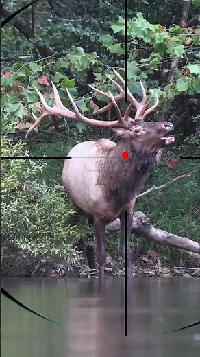 Roe deer hunting | Caccia al capriolo | Reeënjacht