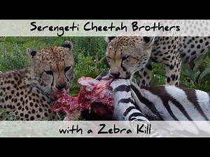 Serengeti Cheetah Brothers with a Zebra Kill (4K)