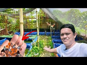 Sustainable Income in Ornamental Fish Backyard Farming | Backyard Update!