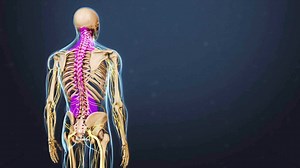 Anatomy Of Nerve Pain