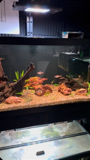 Cichlid Bros - Alec, Quinn, & Troy Holler on Instagram: "40 gallon breeder and cichlid tank setup! #aquariums #aquarium #fishtanks #fishtank #cichlid #cichlids #aquariumhobby #cichlidtank #fish #fishkeeping #40gallon #40gallonbreeder #40gallontank"