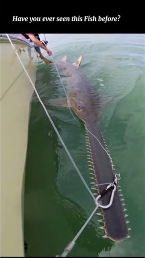 Sawfish.#shorts #shortsfeed #sawfish #fish #seaanimals #youtubeshorts #wildanimals #viral