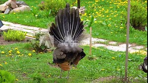 Indian peafowl (Pavo cristatus), also known as the common peafowl, and blue peafowl, is a large and brightly coloured bird, is a species of peafowl native to the Indian subcontinent.