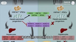 小杰带你了解单细胞转录组和普通转录组测序！