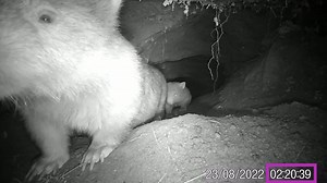 7.3K views · 1K reactions | Episode 3: WOMBAT BURROW UNDER ROAD...