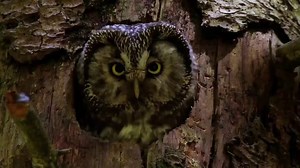 OWLS - Masters of the Night (2020) HD Documentary